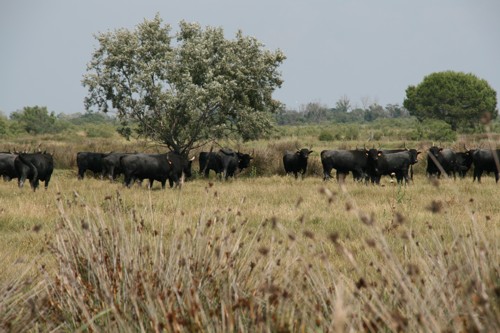 die schwarzen Stiere der Camargü