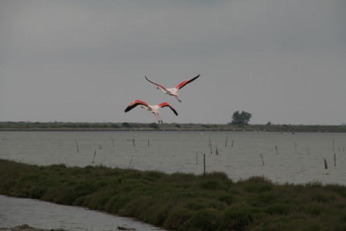 fliegende Flamingos in der Camargü