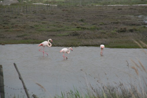 weidende Flamingos in der Camargü