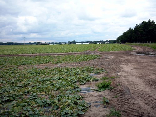 Gurkenfeld bei Raddusch