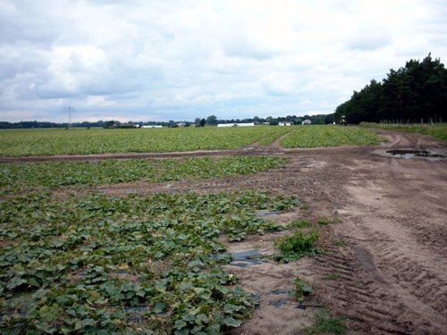 Gurkenfeld bei Raddusch