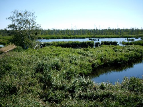 Naturschutzgebiet vor Usedom