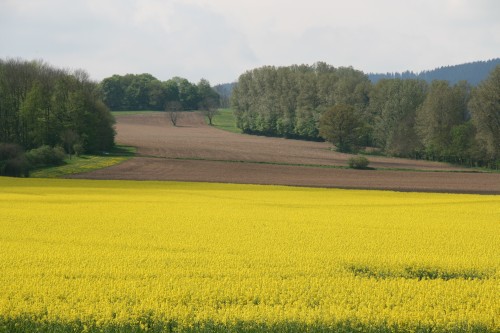 bewirtschaftete Felder