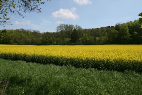 blühendes Rapsfeld