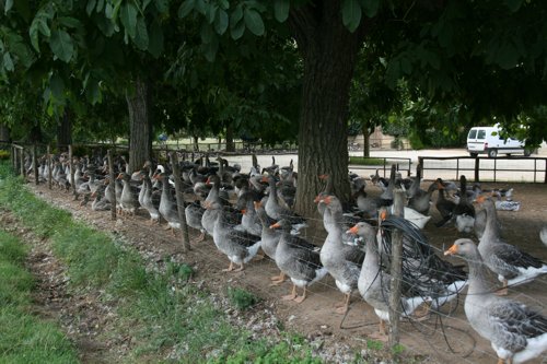 Gänse im Perigrod