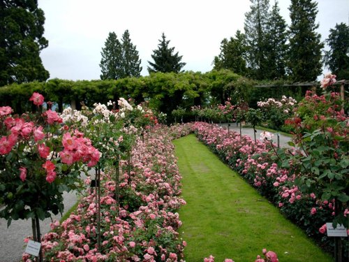 Blumeninsel Mainau 1