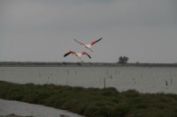 fliegende Flamingos in der Camargue