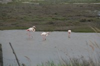 weidende Flamingos in der Camargue
