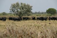 die schwarzen Stiere der Camargue