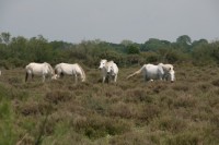 die weissen Pferde der Camargue