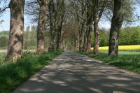 eine schöne Allee