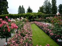 Blumeninsel Mainau 1