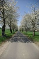 Kirchblütenalle