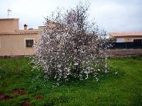 Rosafarbener Mandelbaum gesehen in Cala Milor