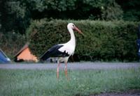 Storch auf dem Campingplatz