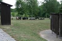 Ziegenherde mit Esel auf Campingplatz in Lengyeltoti