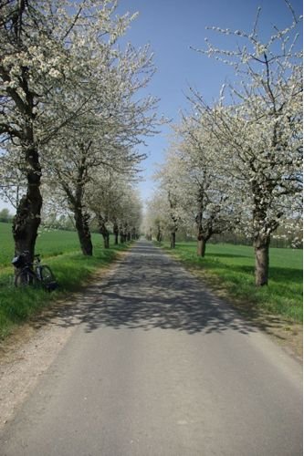 Kirchblütenallee