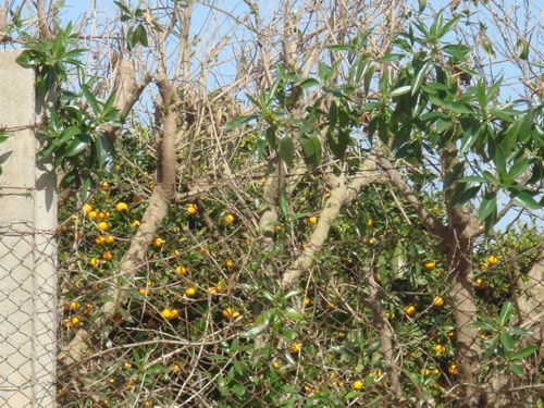 Mallorca Orangen am Wegerand