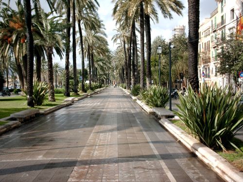 Palmenallee in Palma