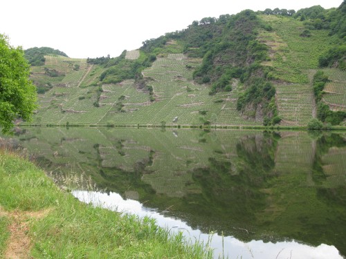 Blick auf die Weinberge und die Mosel