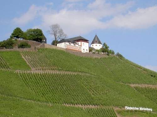 Weinberg bei Pünderich