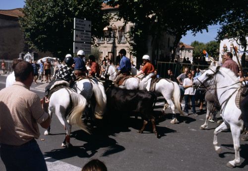 Stiertreiben durch die Innenstadt von Eyragüs