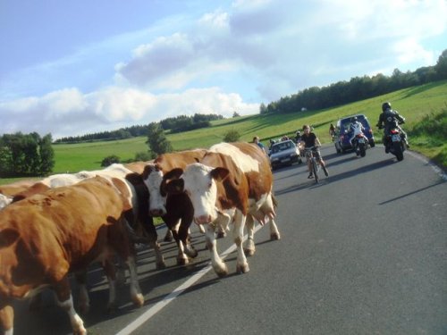 Eine Rhön-Kuhherde versperrt die Fahrbahn