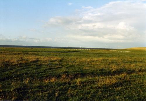 Weideland an der Elbe